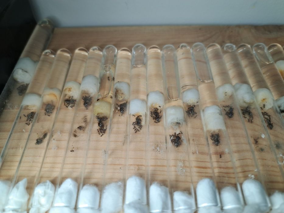 Lasus Niger w szklanej probówce