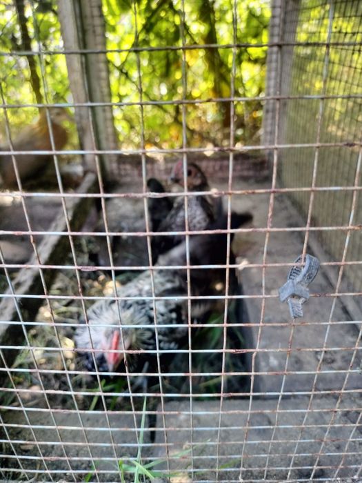 Kurki ozdobne miniaturki