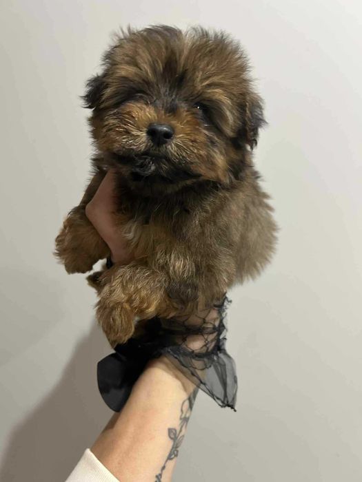 Yorkepoo hybryda pudel pudle maltipoo