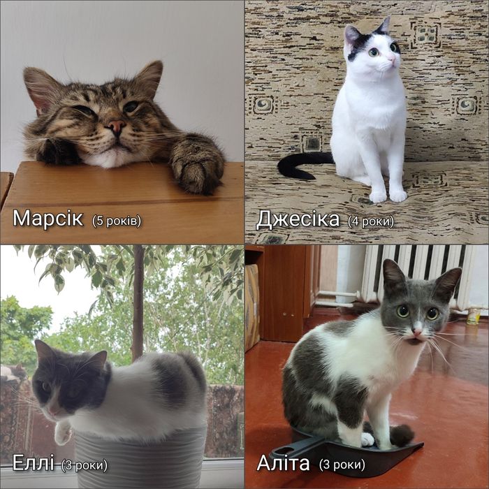 Терміново потрібен дім!