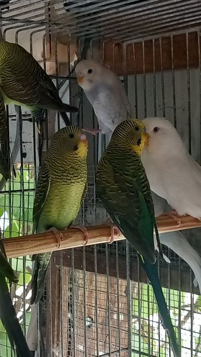 Vendo  periquitos de asas negra novas