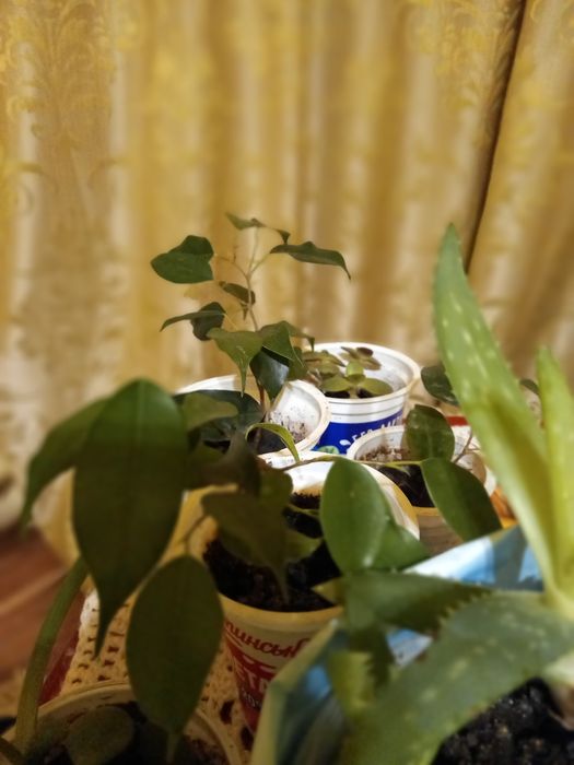 Алоє Фікус Бенджаміна  Толстянка Обмін