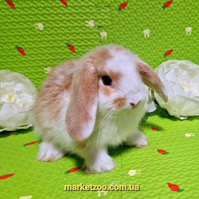 Мини міні mini lop вислоухий карликовый баранчик кролик кролики крольч