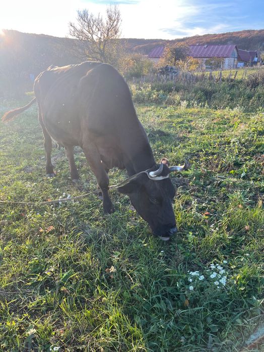 Продам корову 5 років