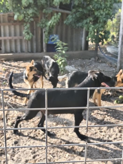 Cães para doar/ 2 machos / 1 fêmea