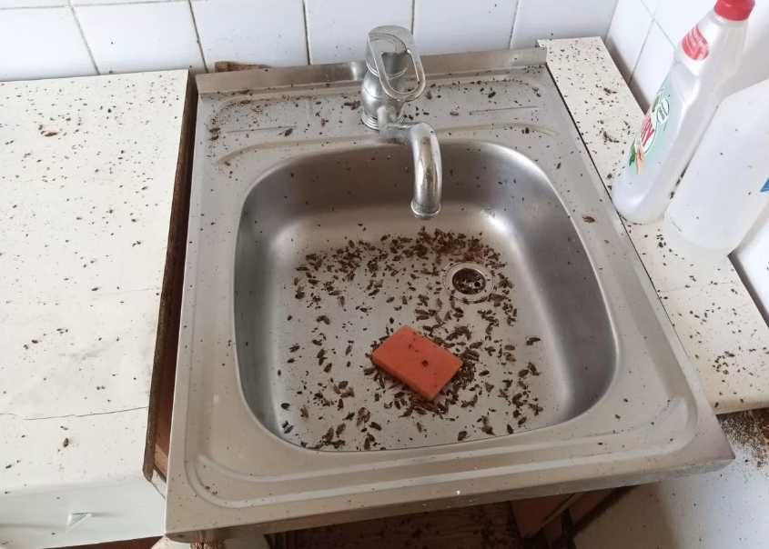 Обработка от тараканов профессиональная дезинфекция помещений