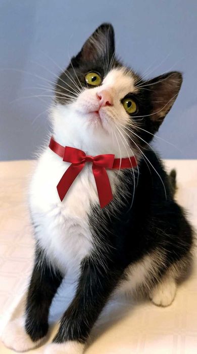 Котята котики кошки красивые  бесплатно в дар