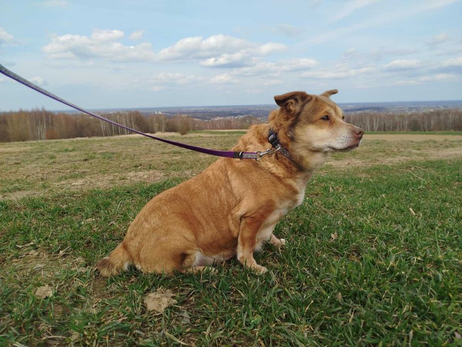 Figa - suczka do adopcji