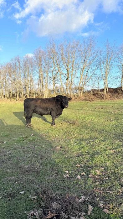 boi angus, 4 anos, com certificado, para criação