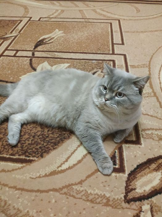 В'язка шотландського кота