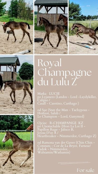 Klaczka Zangersheide po R-Champagne KZ