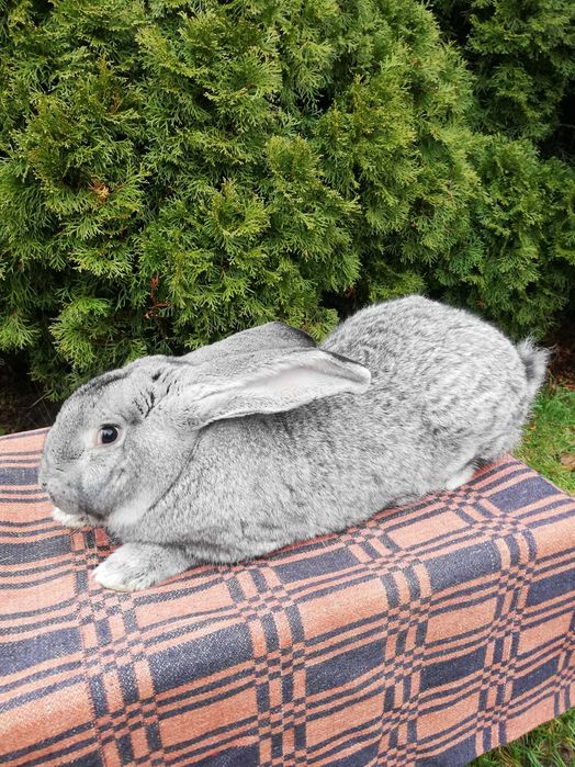 Królik belg szynszylowaty