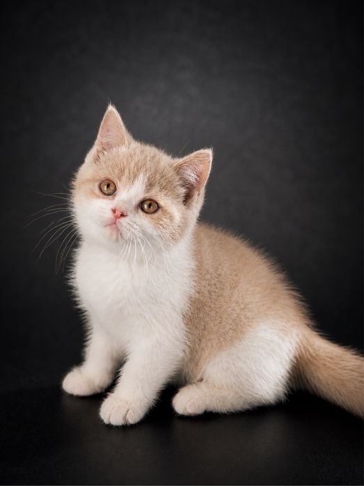 Femêa british shorthair fawn bicolor