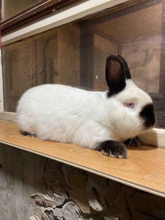 Каліфорнія самці