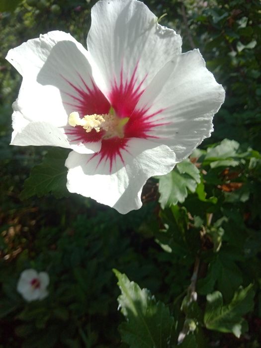 Супер деревовидні квіти