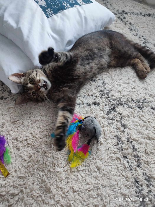 Kot do adopcji - Ptyś