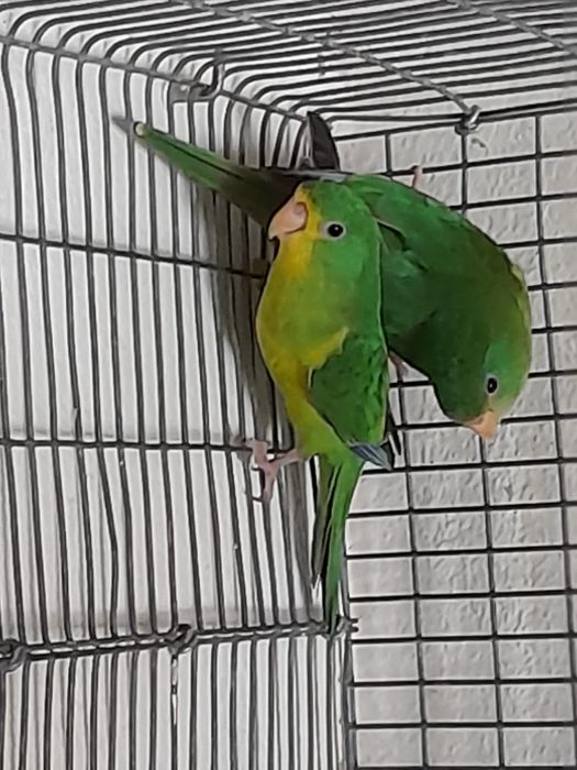 Periquito limão macho