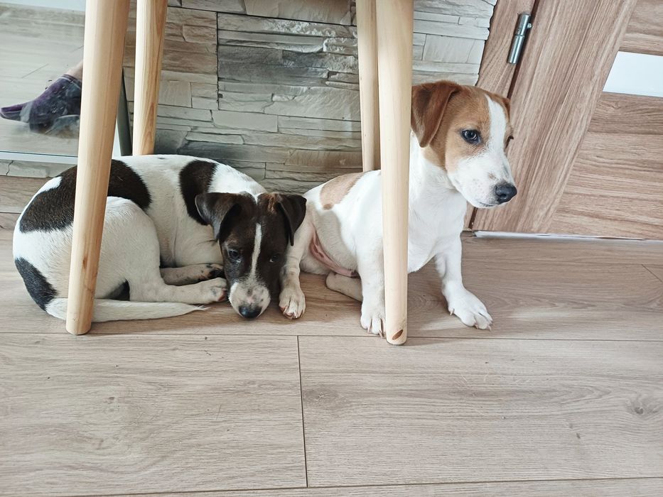 Piesek Jack Russell Terier 4 miesieczne