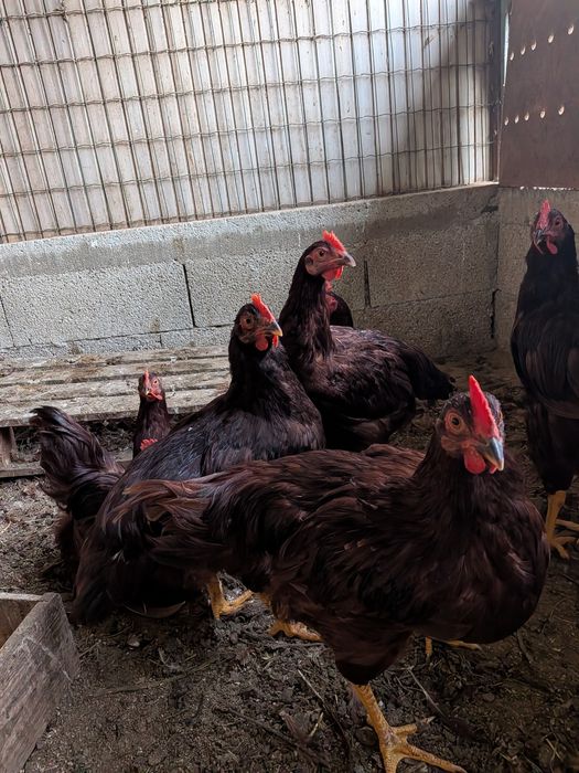 Machoa Rhode island Red