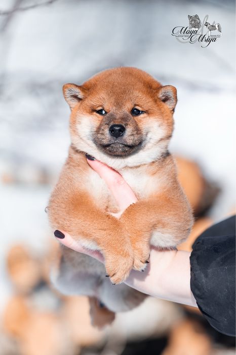 Шиба іну / шиба ину / Shiba inu