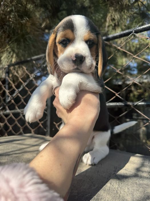 Бігль дівчинка та  хлопчики