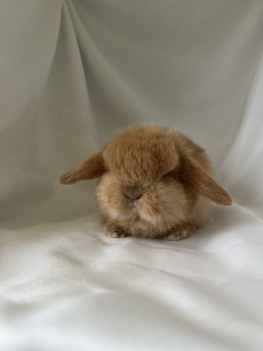 Рижуля.Карликові кролики,баранчики,висловухі