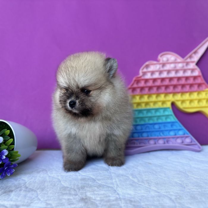 чудовий ведмедик шоу классу