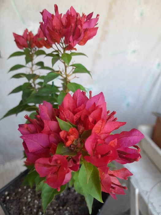 Бугенвілії підрощені