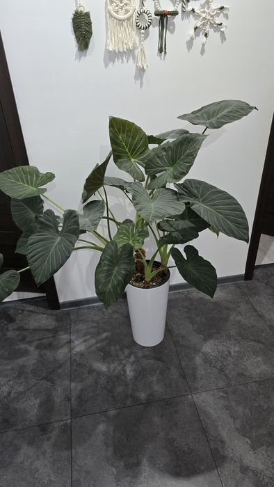 Alokazja olbrzymia Regal Shield