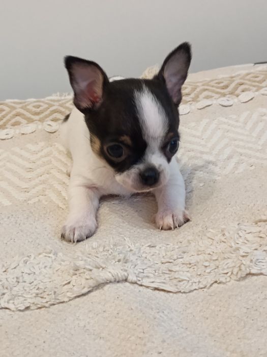 Rezerwacja. Chihuahua XS  piesek  „ Dolar "