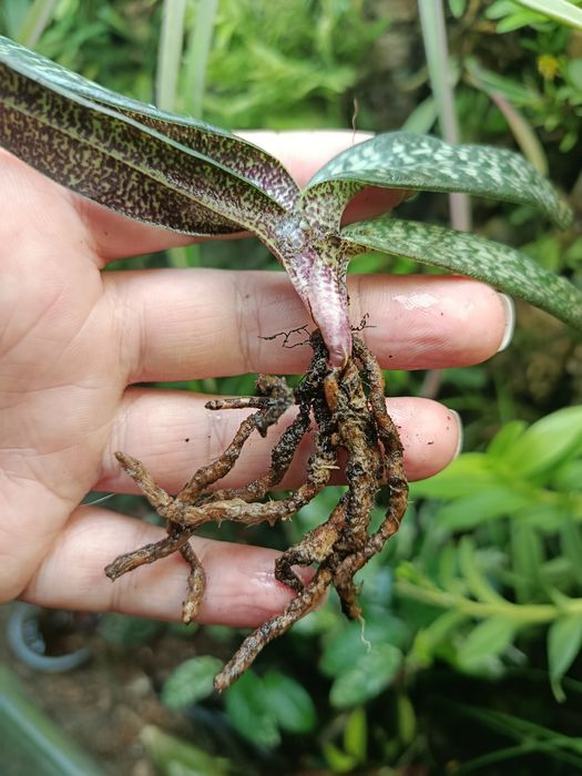 Орхідея paphiopedilum micranthum