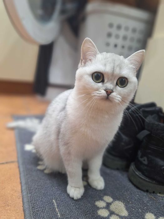 Kot brytyjski krótkowłosy