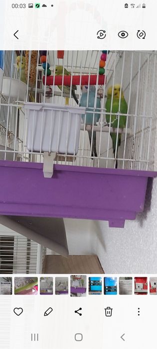 Vendo Periquitos Novos pelo valor unitário de 7,50 €