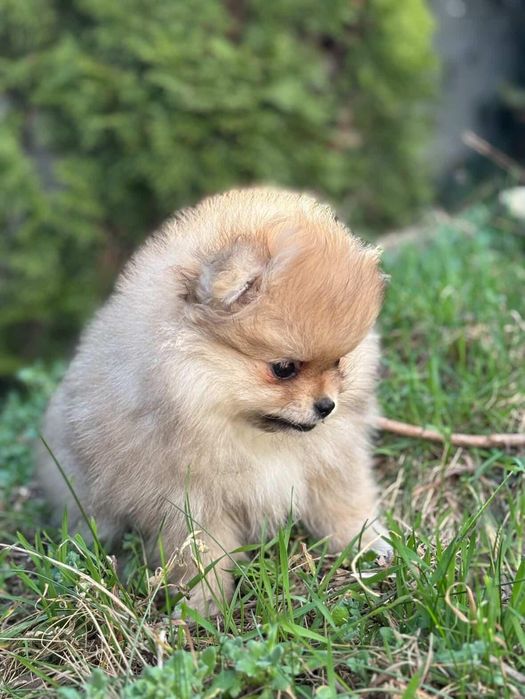 Szpic Miniaturowy Pomerania