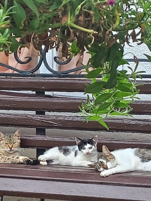 Кошеня в добрі руки