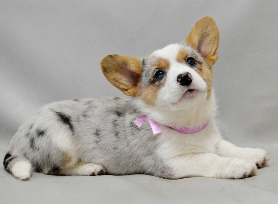 REZERWACJA Welsh Corgi Cardigan – Betsy | ur. 13.10.2025