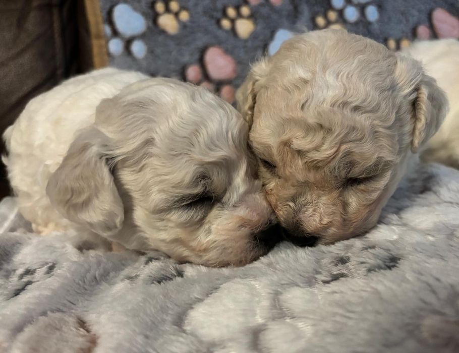 Szczenię Bichon Frise-metryka zkwp fci