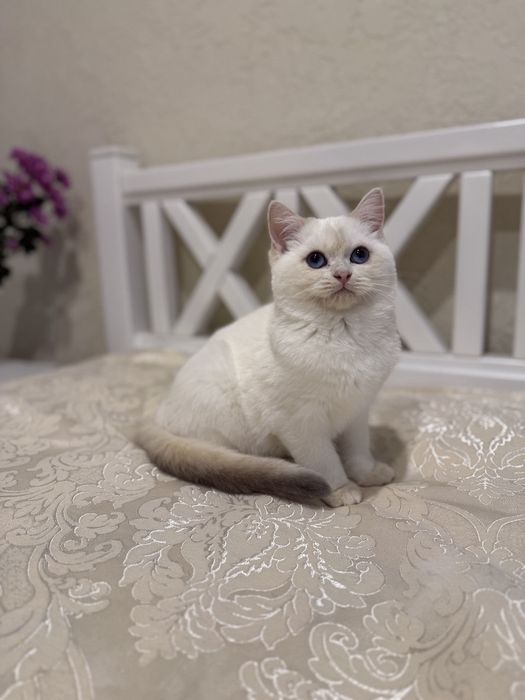 Золотий поінт хлопчик