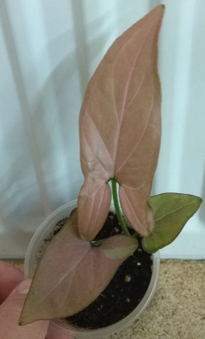 Продам Сингониум 17 сортів