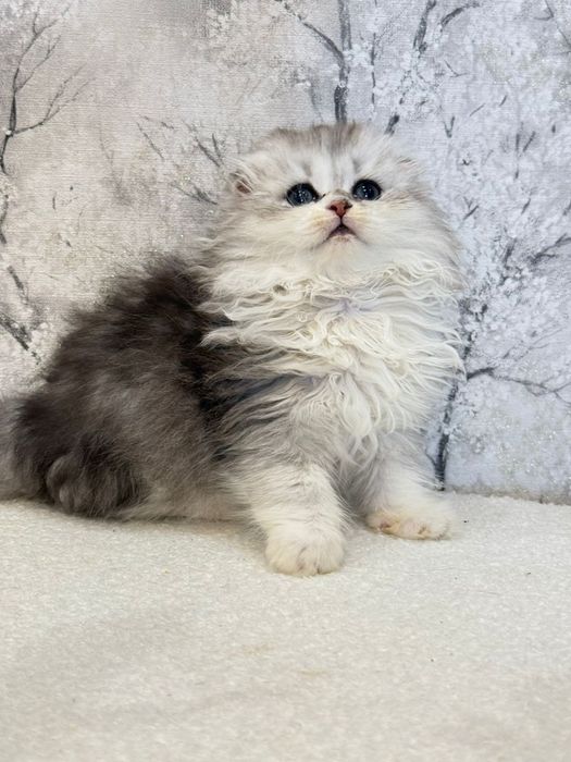 Femea scottish fold orelha perfeita
