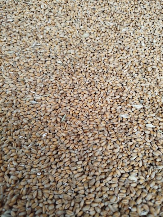 Пшениця урожай 2025