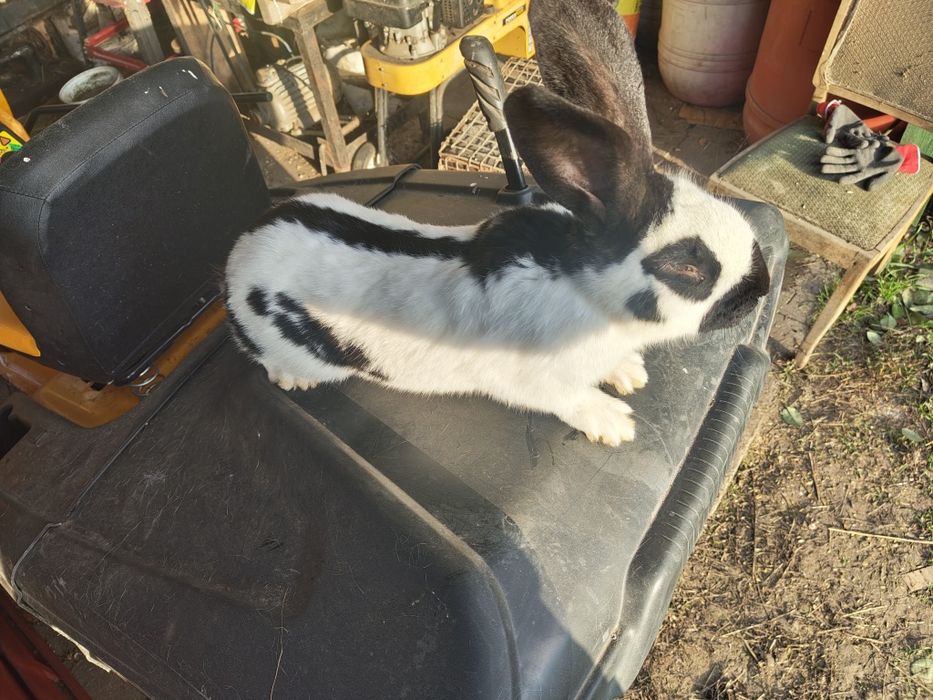 Samiec olbrzym srokacz niemiecki