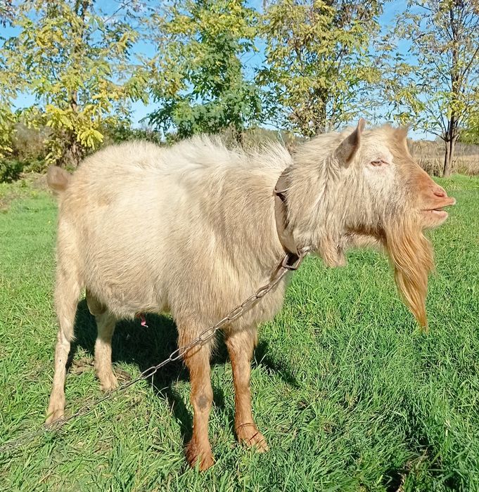 Продам зааненского козла.