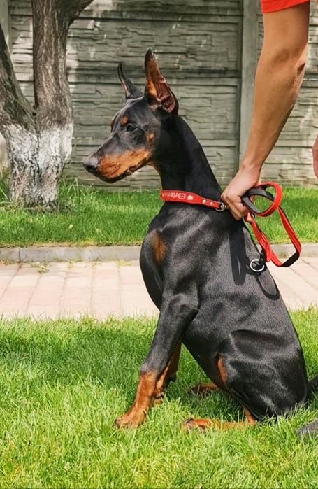 Купить щенка добермана.Шикарні цуценята добермана .розплідник.доставка