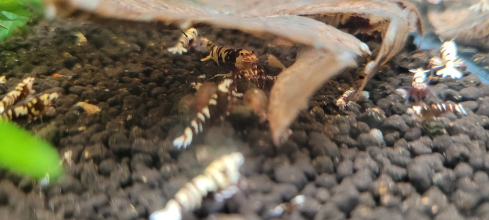 Krewetki galaxy tiger