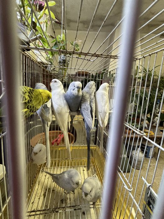 Periquitos australianos