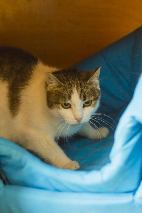 BŁAGAM o dom dla kotki ADY - tak długo już czeka