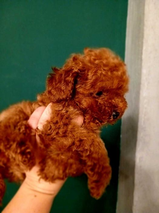 Дівчинка teacup poodle