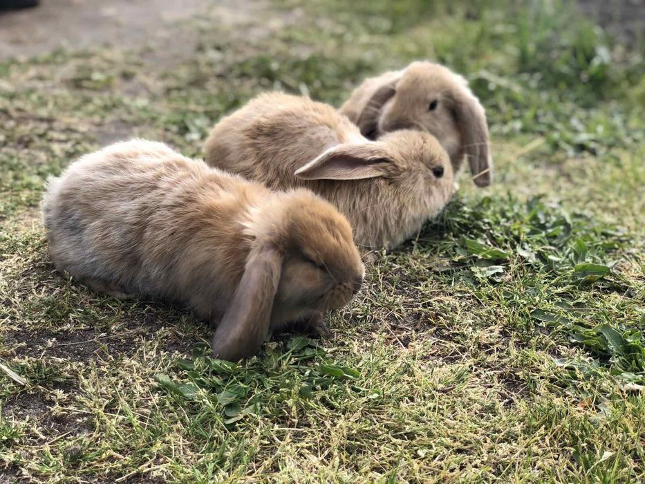 Кролі породи Французький Баран і Полтавське Срібло
