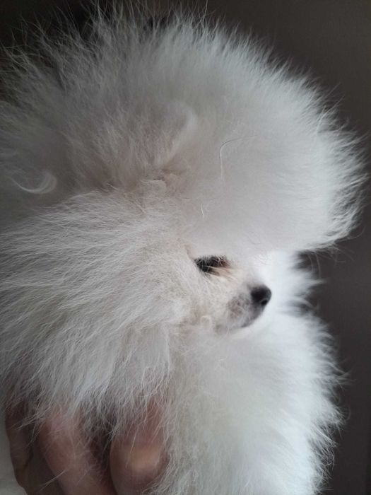 Fêmea Branca Spitz Alemão Anão - Lulu da Pomerânia